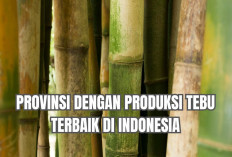 Daftar 5 Provinsi dengan Produksi Tebu Terbaik di Indonesia: Ternyata Sumatera Selatan Rajanya!