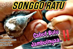 Kesukaan Raja! Misteri Ciri Katuranggan Perkutut Songgo Ratu yang Jarang Terungkap