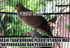 Rahasia Tuah Burung Perkutut Udan Mas untuk Pengusaha dan Pedagang, Yuk Kenali Ciri-cirinya