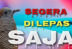 Wajib dilepas sekarang Juga! 3 ciri perkutu bawa sial dan yoni negatif di rumah, bikin rezeki seret!