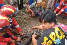 Waduh! Warga Kecamatan SU I Palembang Dihebohkan Kemunculan Ular Sanca di Pohon Pisang