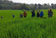 GERCEP! Dinas TPHP Lahat dan Gapoktan Kerjasama Kendalikan OPT dengan Lakukan Ini
