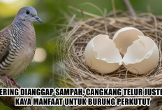 Sering Dianggap Sampah, Cangkang Telur Justru Kaya Manfaat untuk Burung Perkutut, Begini Cara Mengolahnya