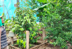 LUAR BIASA! Lahan Terbengkalai Belakang Rumah Warga Empat Lawang Disulap Jadi Kebun Produktif, Begini Caranya
