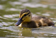 Gen Z Sering Alami! Duck Syndrome: Si Paling Bisa Pura-Pura Bahagia Padahal Tertekan, Ini Ciri-Cirinya