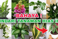 Waspada! Dibalik Kecantikan Daunnya, 8 Tanaman Hias Populer Ini Ternyata Berbahaya, Apa Saja?