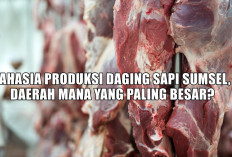 Rahasia Produksi Daging Sapi Sumsel, Daerah Mana yang Paling Besar?