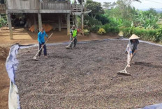 Satgas TMMD Ke-122 Kodim Lahat Tertangkap Kamera Bantu Warga Desa Lampar Baru Jemur Kopi, Ini Penampakannya