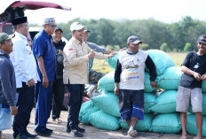 Bupati Askolani Apresiasi Petani Banyuasin, Panen Padi IP200 Bukti Kekuatan Pangan Daerah