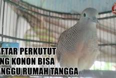 Kicauan Pembawa Petaka? Ini Daftar Perkutut yang Konon Bisa Ganggu Rumah Tangga