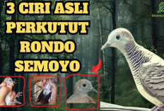 Sudah Tahu Rahasia Perkutut Rondo Semoyo? 3 Ciri Asli yang Perlu Anda Ketahui!