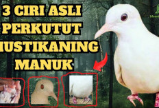 Kenalan Sama Perkutut Katuranggan Mustikaning Manuk, Burung Bertuah yang Dianggap Pusaka Hidup Penarik Rezeki
