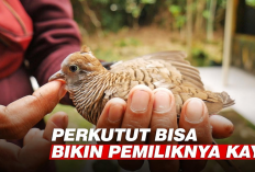 5 Jenis Perkutut yang Konon Bisa Mendatangkan Kekayaan bagi Pemiliknya, Apa Saja? 