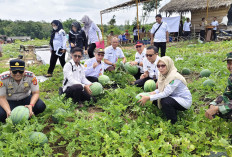 Bumdes Karangan Panen Raya Buah Semangka, Hasilkan 15 Ton, Cuannya Masuk Kas, Wali Kota Ajak Desa 