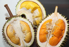 Asli Indonesia Punya, Berikut 5 Jenis Durian Khas Nusantara