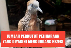 4 Ciri Misteri Angka Hoki! Jumlah Perkutut Peliharaan yang Diyakini Mengundang Rezeki