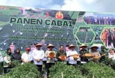 Panen Cabe di Lahan Kodim Banyuasin, Ini Perwakilan Kejari Banyuasin yang Hadir
