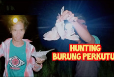 Berburu Burung Perkutut di Malam Hari, Teknik Mudah dan Efektif untuk Pemula!