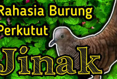 Rahasia Burung Perkutut Jinak, Cukup Mandikan dengan Air Daun Pandan