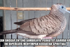 Jangan Anggap Enteng Jambulnya, Perkutut Garuda Krida Ini Dipercaya Menyimpan Kekuatan Spiritual