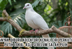 Banyak Diburu Kolektor! Kenali Ciri Perkutut Putih Lokal Asli Sebelum Salah Pilih
