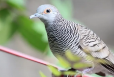 Mitos Perkutut Tidur di Kuburan, Benarkah Membawa Sial?