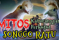 Inilah Ciri-Ciri dan Mitos Perkutut Songgo Ratu, Si Introvert dengan Jambul Putih