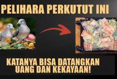 Pelihara Perkutut Ini, Katanya Bisa Datangkan Uang dan Kekayaan!