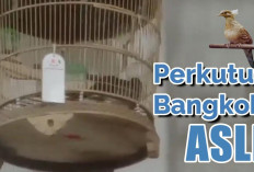 9 Cara Membedakan Perkutut Bangkok Asli dan Palsu, Jangan Sampai Tertipu!