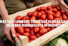 Mau Tahu Lumbung Tomat Ada di Mana Saja? Ini Daerah Penghasilnya di Indonesia 