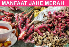 Investasi Sehat Jangka Panjang! Inilah 7 Khasiat Mahadahsyat Konsumsi Jahe Merah Secara Rutin