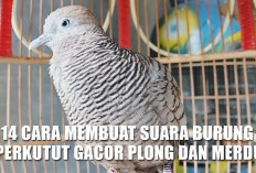 14 Cara Membuat Suara Burung Perkutut Gacor Plong dan Merdu