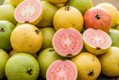 5 Daerah Penghasil Jambu Biji Terbanyak di Sumatera Selatan Tahun 2025!