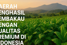 Lebih dari Sekedar Daun Kering, 5 Daerah Penghasil Tembakau Premium di Indonesia, Aroma Khasnya Mendunia