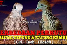 Perbedaan Utama Perkutut Kalung Tepung dan Kalung Kemben, Simbol Kelancaran Rezeki