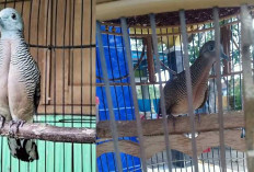 Ciri-ciri Perkutut Banyu Mili, Konon Pembawa Rezeki Berlimpah