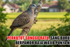 Perkutut Songgo Ratu, Sang Burung Berpamor Raja Wajib Punya Nih!