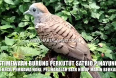 Keistimewaan Burung Perkutut Satrio Pinayungan, Si Kecil Pembawa Hoki, Peliharalah Biar Hidup Makin Berkah!