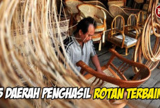 Pusat Rotan Dunia! Mengungkap 5 Daerah Penghasil Rotan Terbaik Indonesia dengan Kualitas yang Mendunia