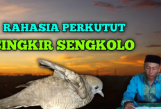 Singkir Sengkolo, Perkutut Istimewa Incaran Kolektor, Tuahnya di Luar Nalar 