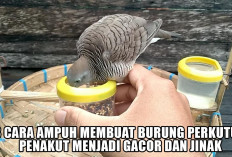 3 Cara Ampuh Membuat Burung Perkutut Penakut Menjadi Gacor dan Jinak