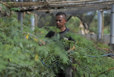 Ubah Lahan Kritis Jadi Hijau dan Produktif, PLN Kembangkan Ekosistem Biomassa Berbasis Pertanian Terpadu