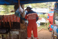 Seorang Pedagang di Palembang Jadi Korban Keganasan Lebah Madu, Tim Damkar Ambil Tindakan Ini