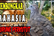 Bukan Sembarang Burung! Ini 5 Jenis Perkutut Elite yang Dianggap Bertuah dan Menempati Kasta Tertinggi