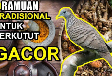 Cuma Modal Receh! 3 Ramuan Tradisional Ini Ampuh Bikin Burung Perkutut Lo Gacor Nonstop Kayak Juara Lomba