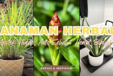 Tak Perlu Sinar Terik! 5 Tanaman Herbal Indoor yang Tetap Tumbuh Subur Meski di Ruangan Minim Cahaya Matahari