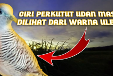 Mau Pelihara Perkutut Udan Mas? Ketahui Dulu Ciri-cirinya, Awas Salah Pilih!
