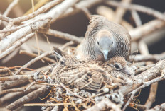 Cara Mengatasi Perkutut Kalung Tepung yang Stres, Coba Hindari Hal Ini