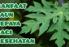 Rugi Kalau Gak Suka! Cek 10 Khasiat Daun Pepaya untuk Kesehatan yang Ampuh Tangkal Penyakit Kronis