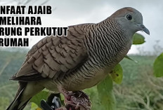Tenang Jiwa, Banjir Rezeki! Ini Manfaat Ajaib Memelihara Burung Perkutut di Rumah